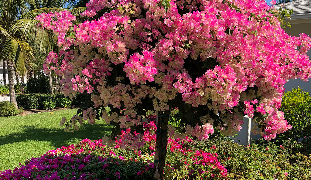 Springtime in Southwest Florida is time to get ready for home watch